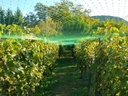 Vogelnet, Polyester, Maaswijdte 2 cm², 2 x 10 m, Groen